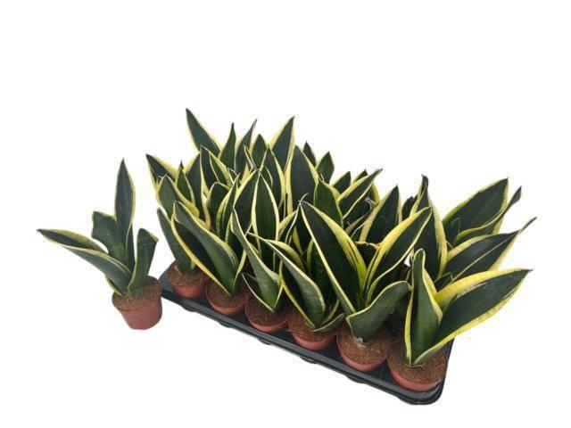 <h4>SANSEV BLACK GOLD</h4>