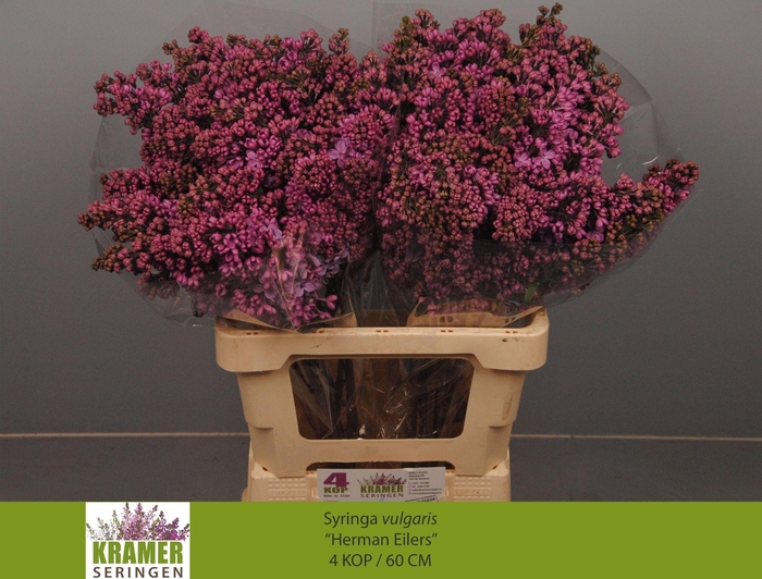 <h4>SYR V HERMAN EILERS</h4>