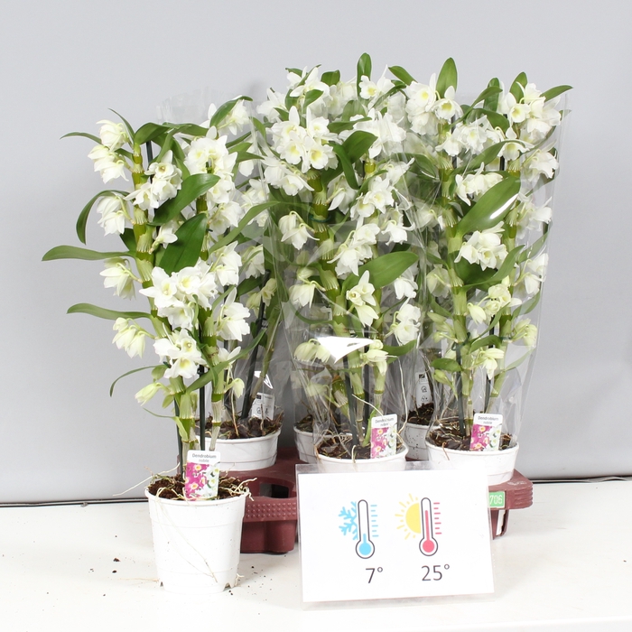 <h4>DENDR N SC APOLLON</h4>