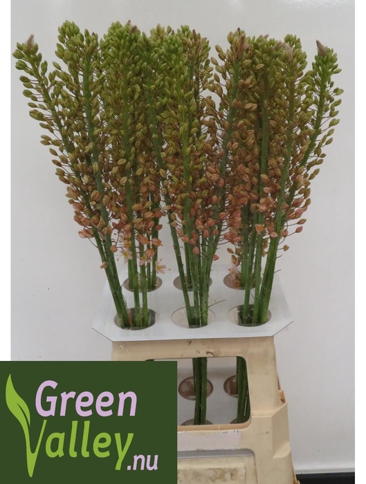 <h4>EREMURUS ROMANCE</h4>