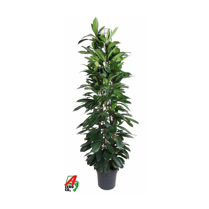 <h4>Ficus Cyatistipula zuil P31 (NO GAP)</h4>