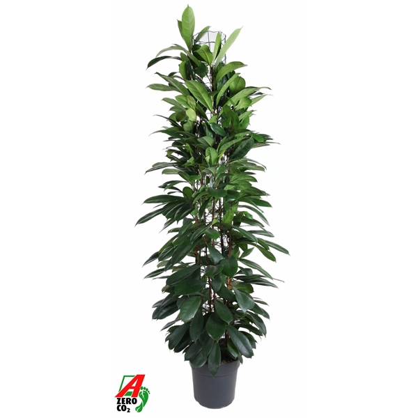 Ficus Cyatistipula zuil P31 (NO GAP)