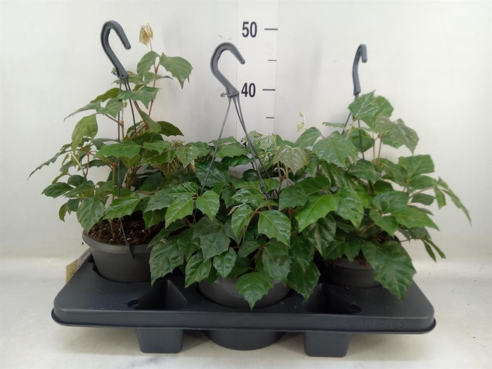 <h4>Cissus rhombifolia</h4>