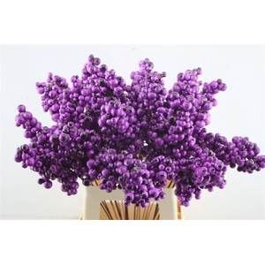 Berries Big Aubergine