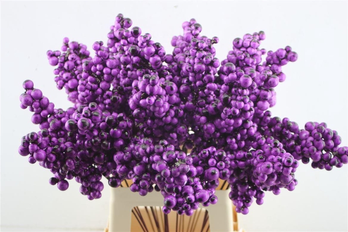 <h4>Berries Big Aubergine</h4>