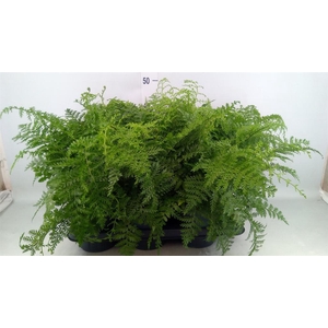 Asplenium 'Parvati'