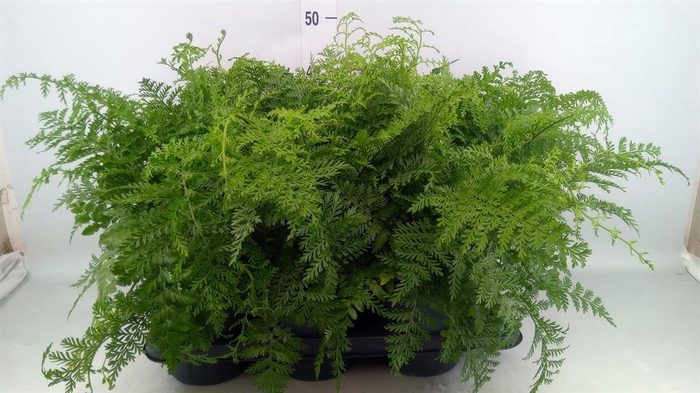 <h4>Asplenium 'Parvati'</h4>