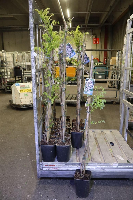 <h4>Wist Fl Domino</h4>