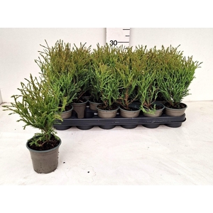 THUJA O OV