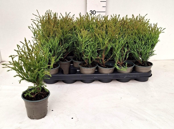 <h4>THUJA O OV</h4>
