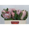Protea Cynaroides