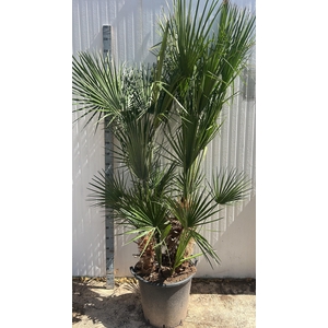 CHAM HUMILIS