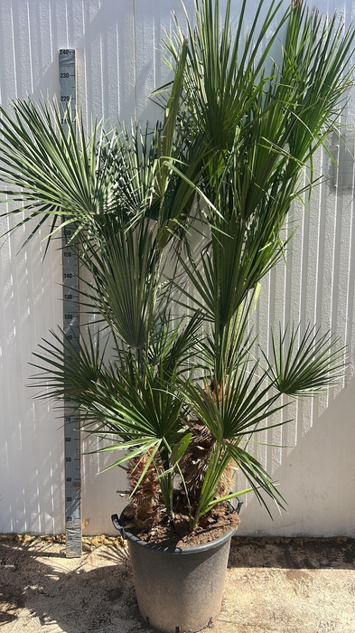 <h4>CHAM HUMILIS</h4>