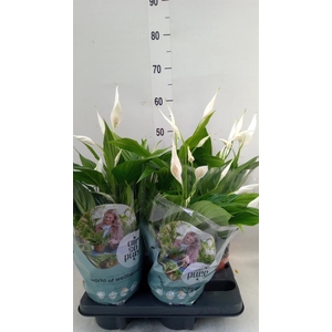 Spathiphyllum  'Pearl Cupido'