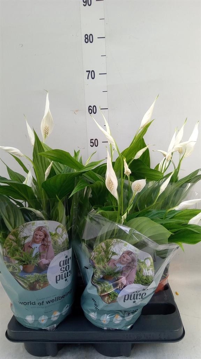 <h4>Spathiphyllum  'Pearl Cupido'</h4>