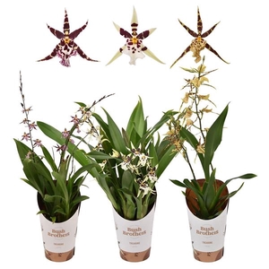 Brassia 'Summer Dream'