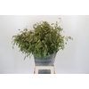 Chasmanthium Green