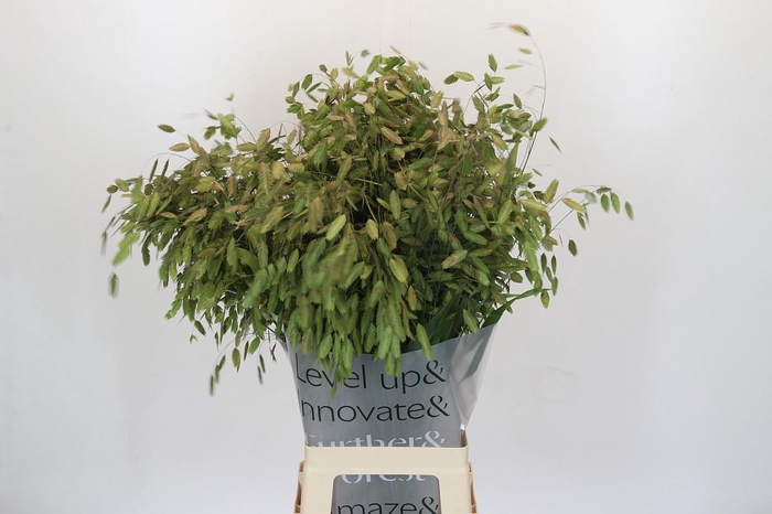 <h4>Chasmanthium Green</h4>