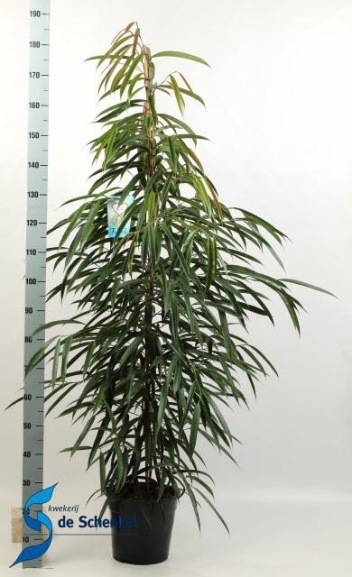 <h4>FIC BIN ALII</h4>