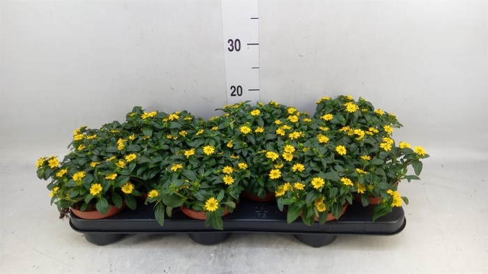 <h4>Sanvitalia proc.</h4>