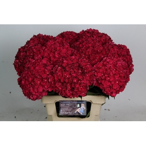 HYDR M MAG RUBYRED