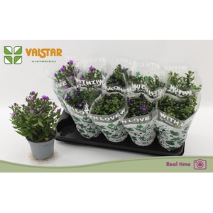 Aster (Novi-belgii Grp) Starletta gemengd