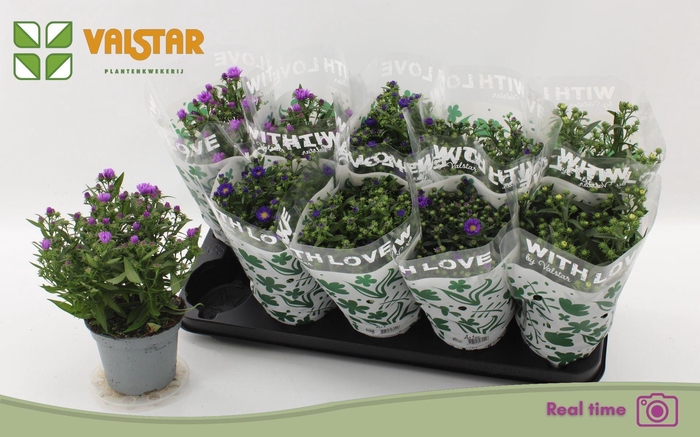 <h4>Aster (Novi-belgii Grp) Starletta gemengd</h4>