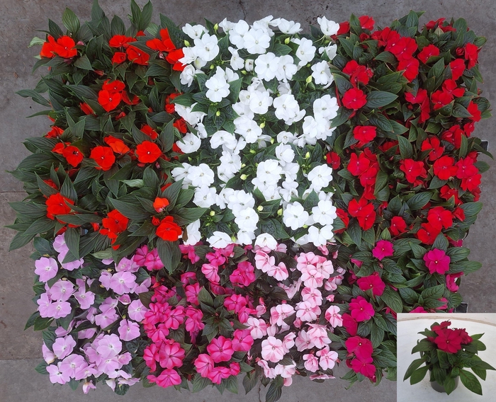 <h4>IMPAT NG GEM 6 KL</h4>