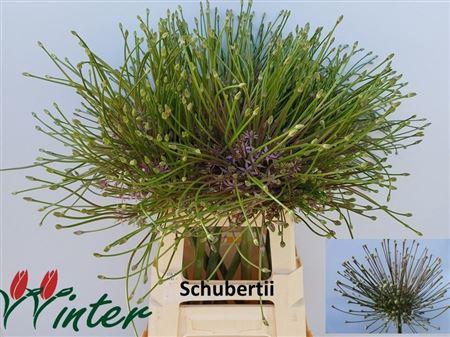 <h4>Allium Schubertii</h4>