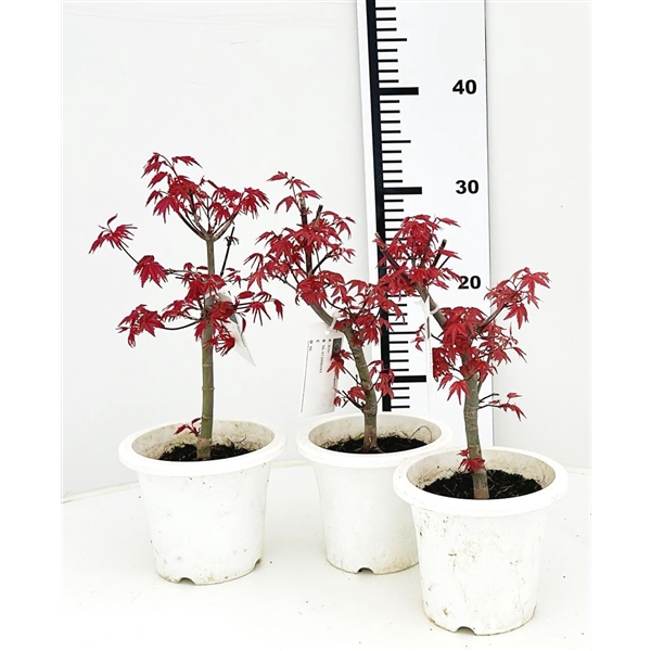 <h4>Acer palmatum "deshojo", pot 12 cm.</h4>