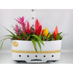Bromelia   ...mix 10