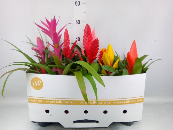 <h4>Bromelia ...mix 10</h4>