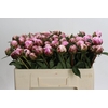 Paeonia Sarah Bernhardt
