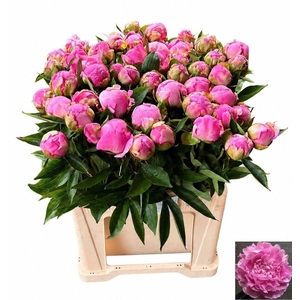 PAEONIA LACT. 'ALEXANDER FLEMING'