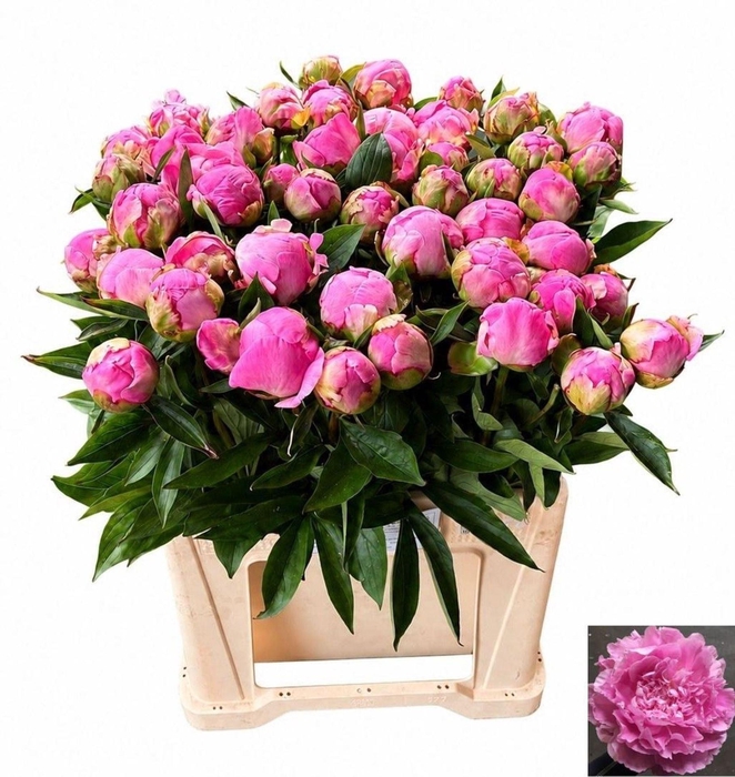 <h4>PAEONIA LACT. 'ALEXANDER FLEMING'</h4>