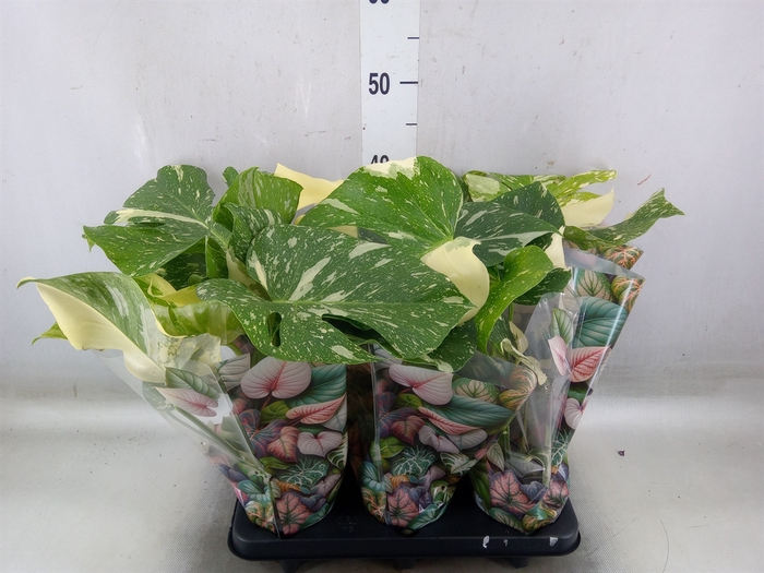 <h4>Monstera   ...</h4>