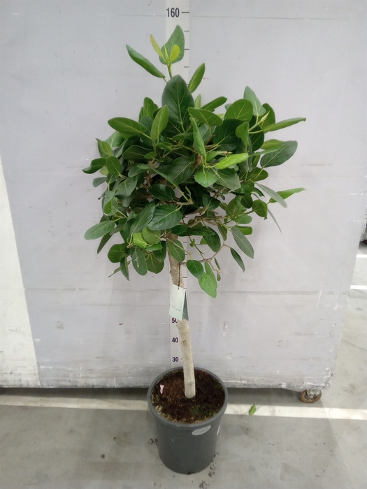 <h4>Ficus benghalensis 'Audrey'</h4>