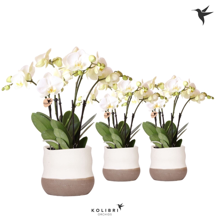 <h4>Phalaenopsis wit meer takken</h4>
