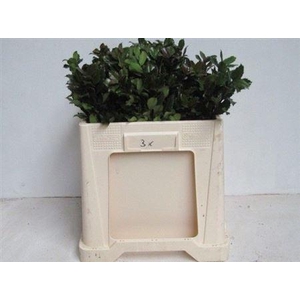 Ilex Bl M Blue Prince