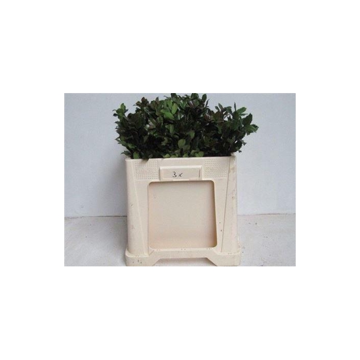 <h4>Ilex Bl M Blue Prince</h4>