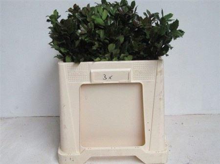 Ilex Bl M Blue Prince