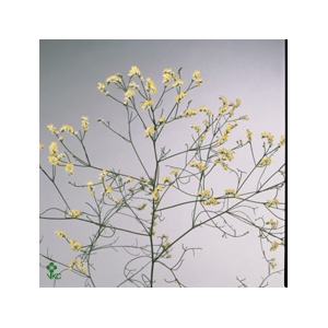 Limonium Sinense China White