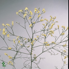 <h4>Limonium Sinense China White</h4>