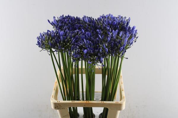 <h4>Agap Uri (blauw)</h4>