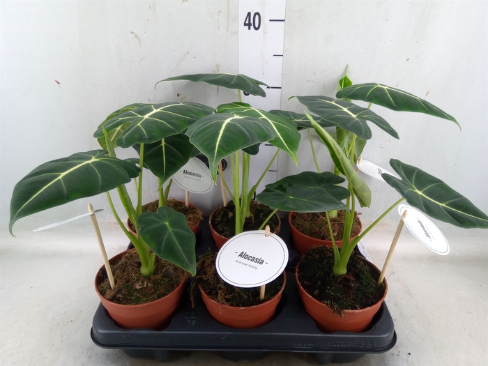 <h4>Alocasia   ...</h4>