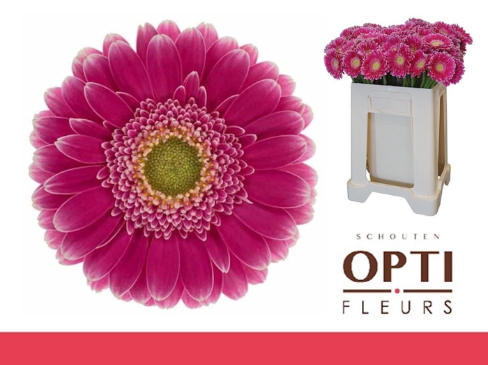 <h4>Germini Wonderwall Water</h4>