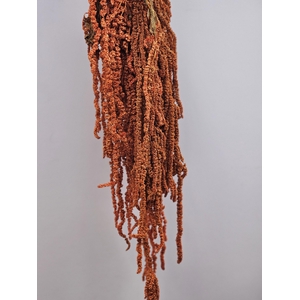 GESTABILISEERD AMARANTHUS (H) DONKERORANJE