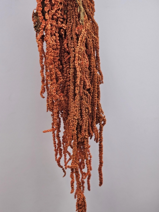 <h4>GESTABILISEERD AMARANTHUS (H) DONKERORANJE</h4>