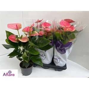 ANTHURIUM SWEET DREAM P14