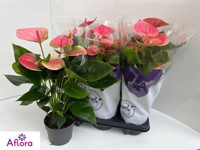 <h4>ANTHURIUM SWEET DREAM P14</h4>